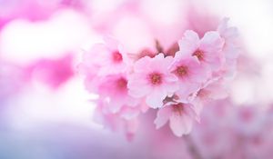 Preview wallpaper sakura, flowers, pink, macro, closeup