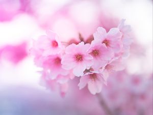 Preview wallpaper sakura, flowers, pink, macro, closeup