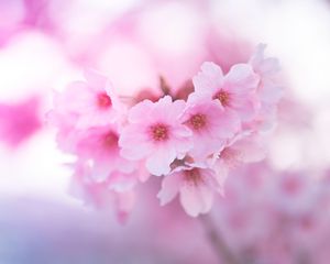 Preview wallpaper sakura, flowers, pink, macro, closeup