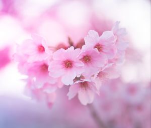 Preview wallpaper sakura, flowers, pink, macro, closeup