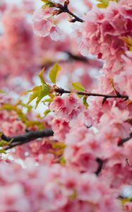 Preview wallpaper sakura, flowers, pink, branches, leaves