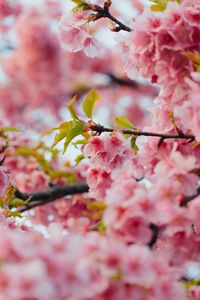 Preview wallpaper sakura, flowers, pink, branches, leaves