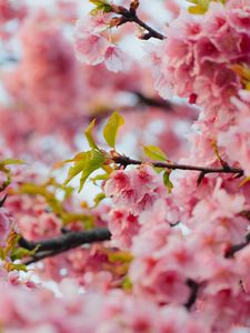 Preview wallpaper sakura, flowers, pink, branches, leaves