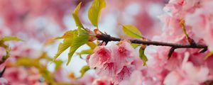 Preview wallpaper sakura, flowers, pink, branches, leaves