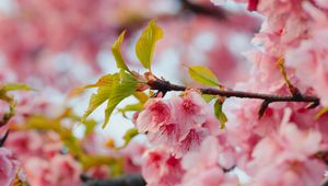 Preview wallpaper sakura, flowers, pink, branches, leaves