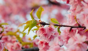 Preview wallpaper sakura, flowers, pink, branches, leaves