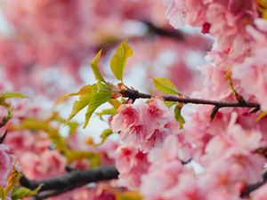 Preview wallpaper sakura, flowers, pink, branches, leaves