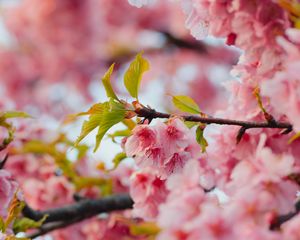 Preview wallpaper sakura, flowers, pink, branches, leaves