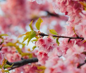 Preview wallpaper sakura, flowers, pink, branches, leaves