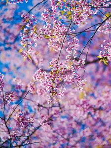 Preview wallpaper sakura, flowers, pink, branches