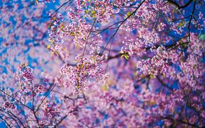Preview wallpaper sakura, flowers, pink, branches
