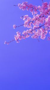 Preview wallpaper sakura, flowers, pink, bloom, branches, sky