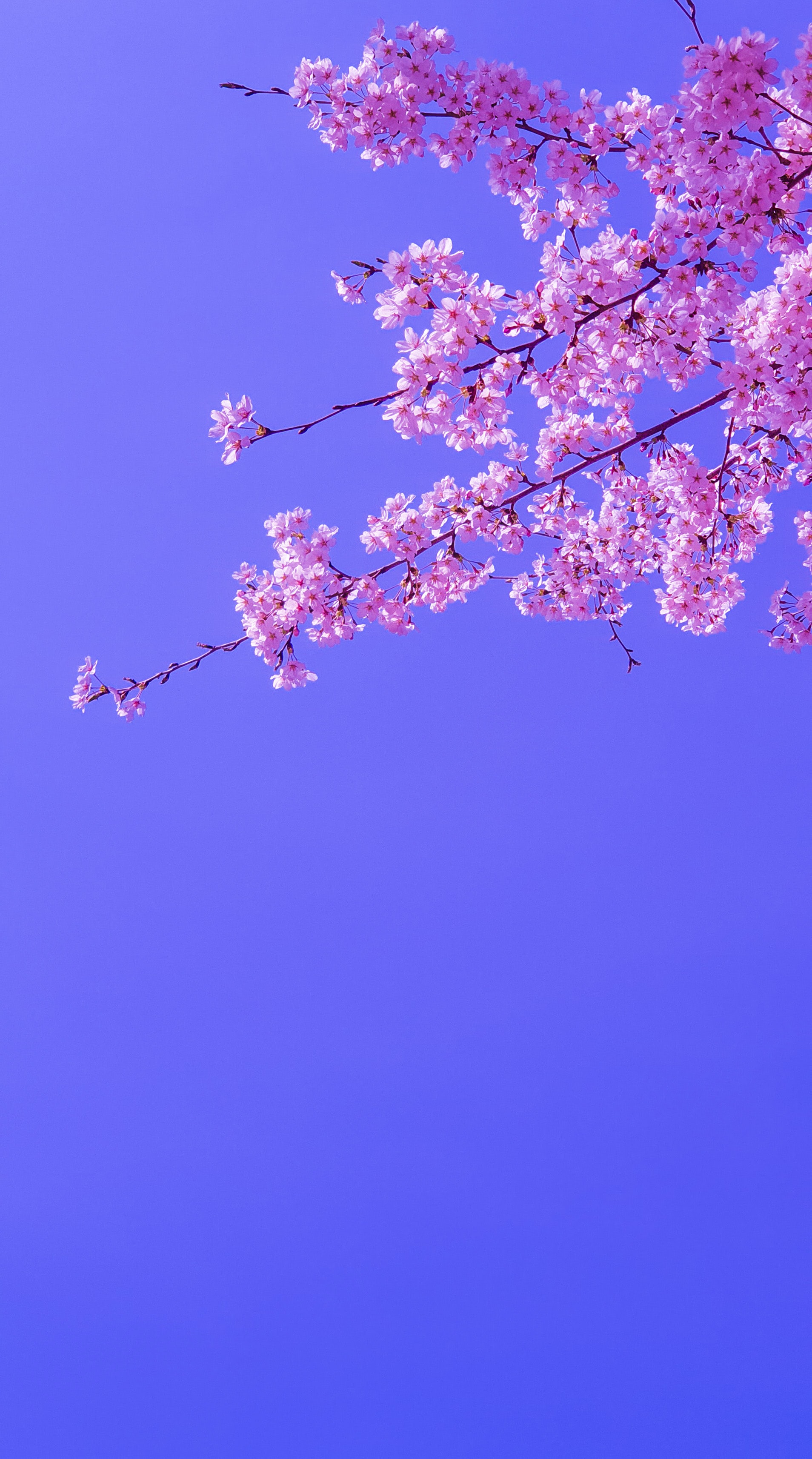 Download wallpaper 1908x3428 sakura, flowers, pink, bloom, branches