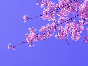 Preview wallpaper sakura, flowers, pink, bloom, branches, sky