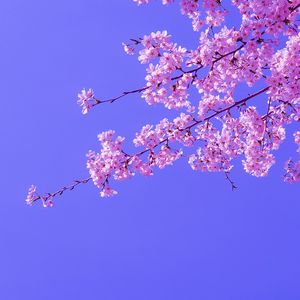 Preview wallpaper sakura, flowers, pink, bloom, branches, sky