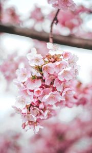 Preview wallpaper sakura, flowers, pink, bloom, macro