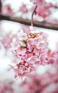 Preview wallpaper sakura, flowers, pink, bloom, macro