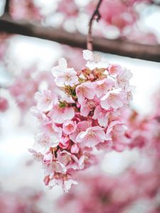 Preview wallpaper sakura, flowers, pink, bloom, macro
