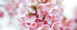 Preview wallpaper sakura, flowers, pink, bloom, macro