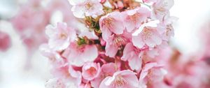 Preview wallpaper sakura, flowers, pink, bloom, macro