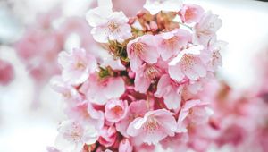 Preview wallpaper sakura, flowers, pink, bloom, macro