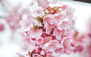 Preview wallpaper sakura, flowers, pink, bloom, macro