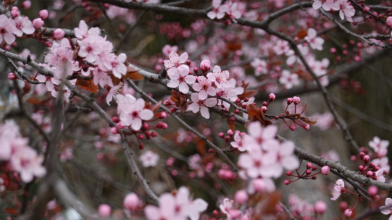 Wallpaper sakura, flowers, pink, branches, plant