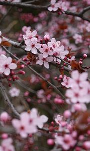 Preview wallpaper sakura, flowers, pink, branches, plant