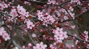Preview wallpaper sakura, flowers, pink, branches, plant