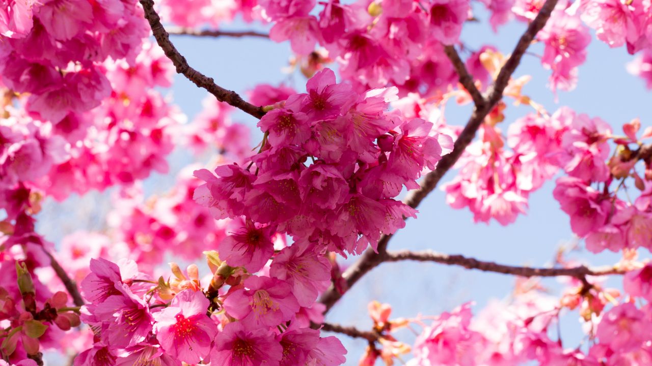 Wallpaper sakura, flowers, pink, branches, macro