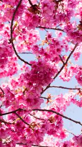 Preview wallpaper sakura, flowers, pink, branches, macro