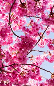 Preview wallpaper sakura, flowers, pink, branches, macro