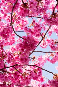 Preview wallpaper sakura, flowers, pink, branches, macro