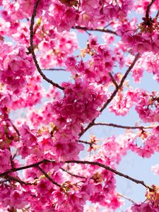 Preview wallpaper sakura, flowers, pink, branches, macro