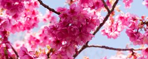 Preview wallpaper sakura, flowers, pink, branches, macro