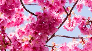 Preview wallpaper sakura, flowers, pink, branches, macro