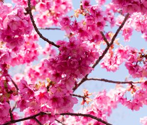 Preview wallpaper sakura, flowers, pink, branches, macro