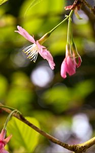 Preview wallpaper sakura, flowers, pink, branch, spring