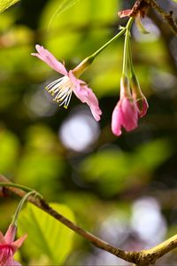 Preview wallpaper sakura, flowers, pink, branch, spring