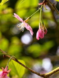Preview wallpaper sakura, flowers, pink, branch, spring