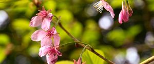 Preview wallpaper sakura, flowers, pink, branch, spring