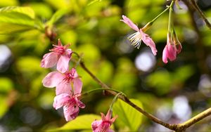 Preview wallpaper sakura, flowers, pink, branch, spring