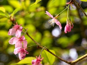 Preview wallpaper sakura, flowers, pink, branch, spring