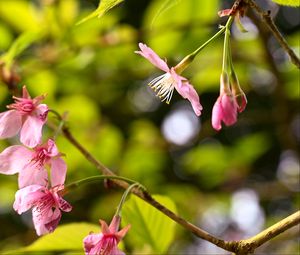 Preview wallpaper sakura, flowers, pink, branch, spring