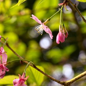 Preview wallpaper sakura, flowers, pink, branch, spring