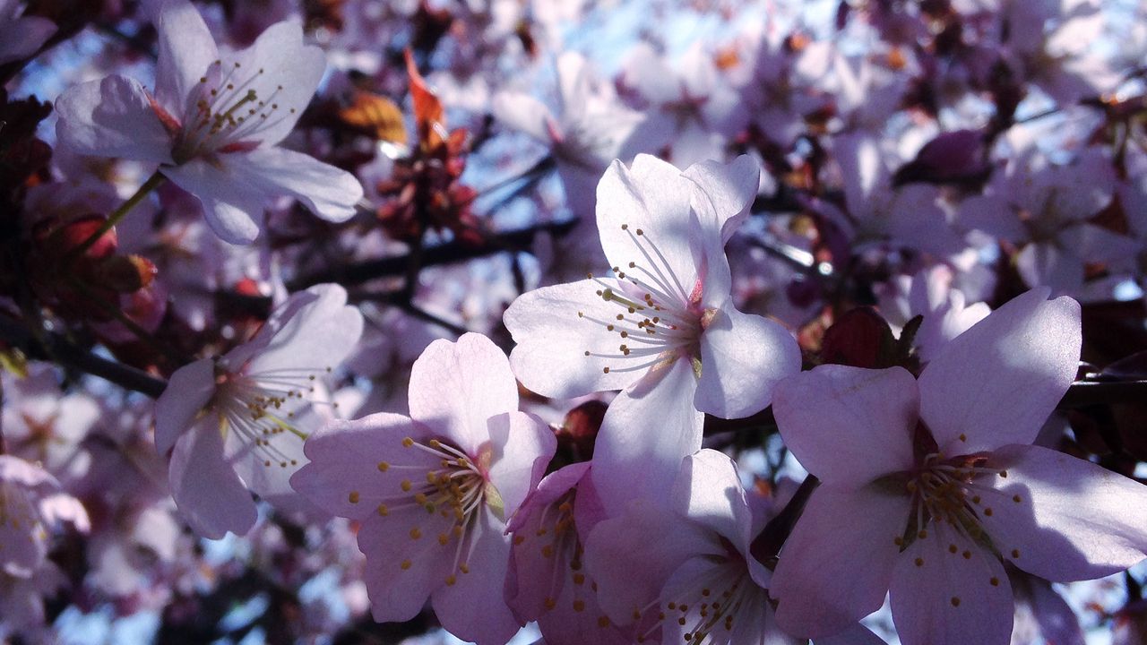 Wallpaper sakura, flowers, spring, bloom, petals