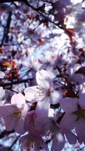 Preview wallpaper sakura, flowers, spring, bloom, petals