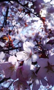 Preview wallpaper sakura, flowers, spring, bloom, petals