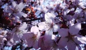 Preview wallpaper sakura, flowers, spring, bloom, petals