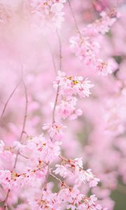 Preview wallpaper sakura, flowers, spring, pink, bloom